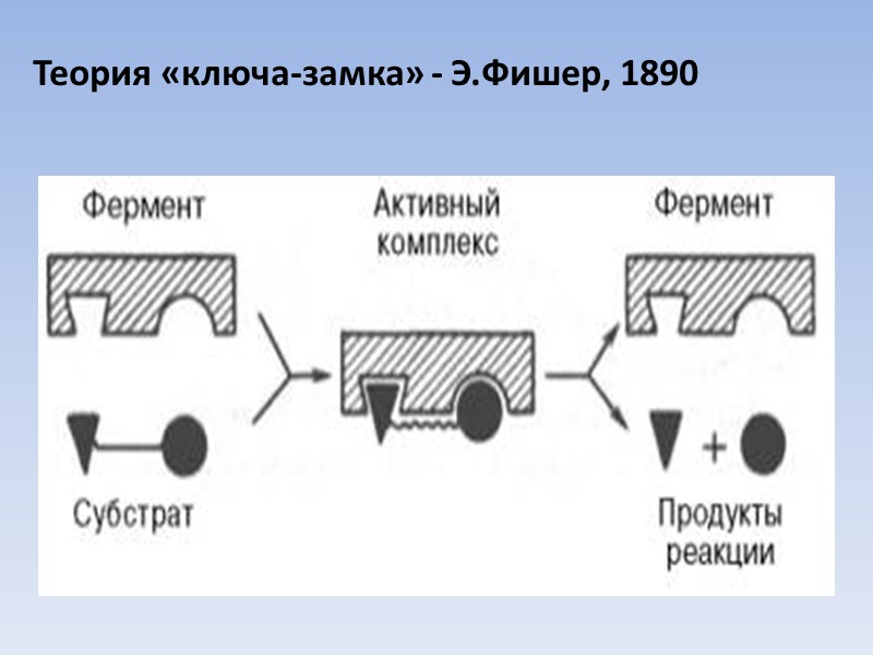 Теория «ключа-замка» - Э.Фишер, 1890